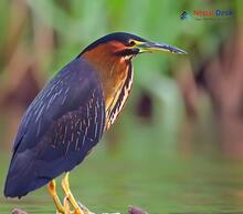 Black Bittern_Ixobrychus flavicollis