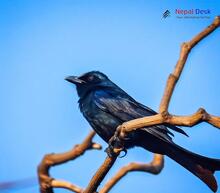 Black Drongo_Dicrurus macrocercus