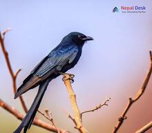 Black Drongo_Dicrurus macrocercus