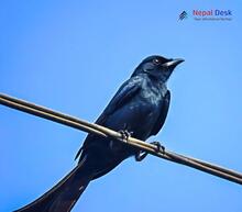 Black Drongo_Dicrurus macrocercus