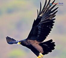 Black Eagle_Ictinaetus malaiensis perniger