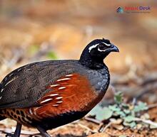 Black Francolin_Francolinus francolinus