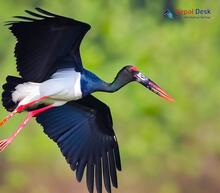 Black Stork_Ciconia nigra