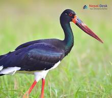 Black Stork_Ciconia nigra