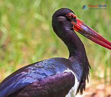 Black Stork_Ciconia nigra