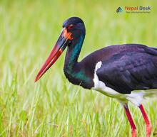 Black Stork_Ciconia nigra