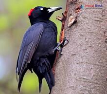 Black Woodpecker_Dryocopus martius