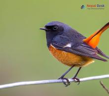 Black Redstart_Phoenicurus ochruros