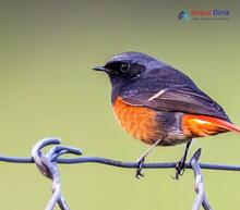 Black Redstart_Phoenicurus ochruros