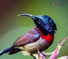 Black-Breasted Sunbird_Aethopyga saturata