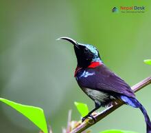 Black-Breasted Sunbird_Aethopyga saturata