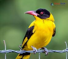 Black-Hooded Oriole_Oriolus xanthornus