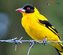 Black-Hooded Oriole_Oriolus xanthornus