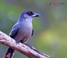 Black-Winged Cuckooshrike_Lalage melaschistos