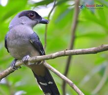 Black-Winged Cuckooshrike_Lalage melaschistos