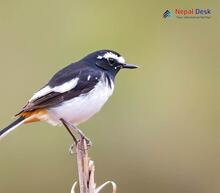 Black-backed Forktail_Enicurus immaculatus