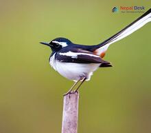 Black-backed Forktail_Enicurus immaculatus