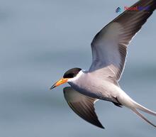 Black-bellied Tern_Sterna acuticauda