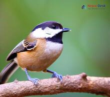 Black-bibbed Tit_Parus hypermelaenus