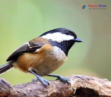 Black-bibbed Tit_Parus hypermelaenus