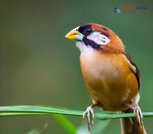 Black-breasted Parrotbill_Paradoxornis flavirostris