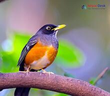 Black-breasted Thrush_Turdus dissimilis