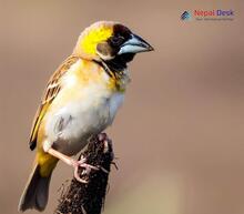 Black-breasted Weaver_Ploceus benghalensis