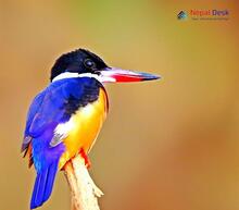 Black-capped Kingfisher_ Halcyon pileata