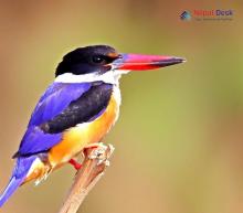 Black-capped Kingfisher_ Halcyon pileata