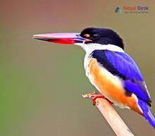 Black-capped Kingfisher_ Halcyon pileata