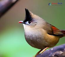 Black-chinned Yuhina_Yuhina nigrimenta