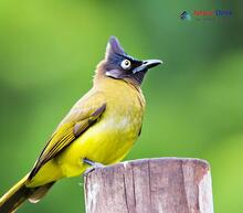 Black-crested Bulbul_Pycnonotus melanicterus