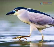 Black-crowned Night Heron - Nycticorax nycticorax