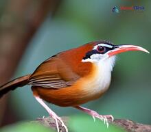 Black-crowned Scimitar-Babbler_Pomatorhinus ferruginosus