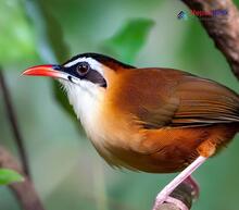 Black-crowned Scimitar-Babbler_Pomatorhinus ferruginosus