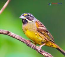 Black-faced Bunting_Emberiza spodocephala