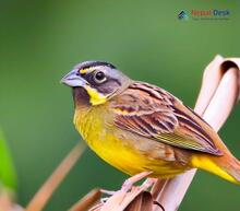 Black-faced Bunting_Emberiza spodocephala