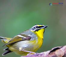 Black-faced Warbler_Abroscopus schisticeps