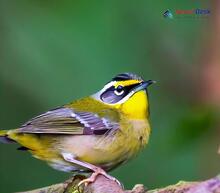 Black-faced Warbler_Abroscopus schisticeps