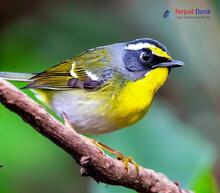 Black-faced Warbler_Abroscopus schisticeps