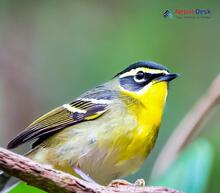 Black-faced Warbler_Abroscopus schisticeps