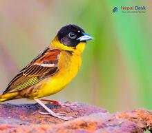 Black-headed Bunting_Emberiza melanocephala