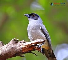 Black-headed Cuckooshrike_Lalage melanoptera