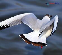 Black-headed Gull - Chroicocephalus ridibundus