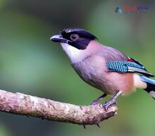 Black-headed Jay_Garrulus lanceolatus