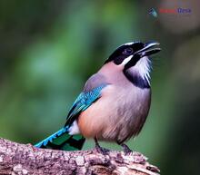 Black-headed Jay_Garrulus lanceolatus