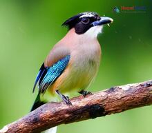 Black-headed Jay_Garrulus lanceolatus