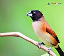 Black-headed Munia - Lonchura malacca