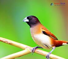 Black-headed Munia - Lonchura malacca