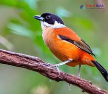 Black-headed Shrike-Babbler_Pteruthius rufiventer